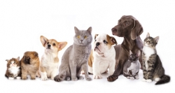 animal de compagnie - Crédit photo : &copy; liliya kulianionak - Fotolia.com